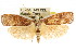  ( - CCDB-15751-B03)  @13 [ ] CreativeCommons - Attribution (2011) ANIC/CBG Photography Group Centre for Biodiversity Genomics