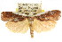  ( - CCDB-15751-B08)  @13 [ ] CreativeCommons - Attribution (2011) ANIC/CBG Photography Group Centre for Biodiversity Genomics