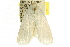  ( - CCDB-15751-C05)  @13 [ ] CreativeCommons - Attribution (2011) ANIC/CBG Photography Group Centre for Biodiversity Genomics