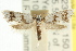  ( - CCDB-15751-F09)  @13 [ ] CreativeCommons - Attribution (2011) ANIC/CBG Photography Group Centre for Biodiversity Genomics