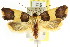  ( - CCDB-15751-G03)  @15 [ ] CreativeCommons - Attribution (2011) ANIC/CBG Photography Group Centre for Biodiversity Genomics