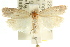  ( - CCDB-15751-H08)  @13 [ ] CreativeCommons - Attribution (2011) ANIC/CBG Photography Group Centre for Biodiversity Genomics