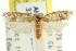  ( - CCDB-15752-A04)  @11 [ ] CreativeCommons - Attribution (2011) ANIC/CBG Photography Group Centre for Biodiversity Genomics