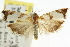  ( - CCDB-15752-C04)  @11 [ ] CreativeCommons - Attribution (2011) ANIC/CBG Photography Group Centre for Biodiversity Genomics
