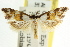  ( - CCDB-15752-D02)  @11 [ ] CreativeCommons - Attribution (2011) ANIC/CBG Photography Group Centre for Biodiversity Genomics