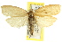  ( - CCDB-15752-F12)  @11 [ ] CreativeCommons - Attribution (2011) ANIC/CBG Photography Group Centre for Biodiversity Genomics