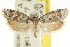  ( - CCDB-15752-H03)  @11 [ ] CreativeCommons - Attribution (2011) ANIC/CBG Photography Group Centre for Biodiversity Genomics
