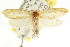  ( - CCDB-15753-A01)  @11 [ ] CreativeCommons - Attribution (2011) ANIC/CBG Photography Group Centre for Biodiversity Genomics