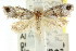  ( - CCDB-15754-B08)  @11 [ ] CreativeCommons - Attribution (2011) ANIC/CBG Photography Group Centre for Biodiversity Genomics
