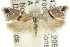  ( - CCDB-15754-B09)  @11 [ ] CreativeCommons - Attribution (2011) ANIC/CBG Photography Group Centre for Biodiversity Genomics