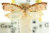  ( - CCDB-15754-C12)  @11 [ ] CreativeCommons - Attribution (2011) ANIC/CBG Photography Group Centre for Biodiversity Genomics