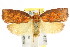  ( - CCDB-15754-D06)  @11 [ ] CreativeCommons - Attribution (2011) ANIC/CBG Photography Group Centre for Biodiversity Genomics