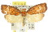  ( - CCDB-15754-D07)  @11 [ ] CreativeCommons - Attribution (2011) ANIC/CBG Photography Group Centre for Biodiversity Genomics
