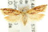  (Eochrois sp. ANIC23 - CCDB-15755-F11)  @11 [ ] CreativeCommons - Attribution (2011) ANIC/CBG Photography Group Centre for Biodiversity Genomics
