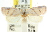  (Eochrois sp. ANIC31 - CCDB-15755-H02)  @11 [ ] CreativeCommons - Attribution (2011) ANIC/CBG Photography Group Centre for Biodiversity Genomics