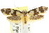  ( - CCDB-15756-A05)  @11 [ ] CreativeCommons - Attribution (2011) ANIC/CBG Photography Group Centre for Biodiversity Genomics