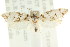  ( - CCDB-15756-B12)  @13 [ ] CreativeCommons - Attribution (2011) ANIC/CBG Photography Group Centre for Biodiversity Genomics