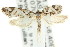  ( - CCDB-15756-C05)  @13 [ ] CreativeCommons - Attribution (2011) ANIC/CBG Photography Group Centre for Biodiversity Genomics