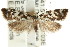 ( - CCDB-15756-C07)  @11 [ ] CreativeCommons - Attribution (2011) ANIC/CBG Photography Group Centre for Biodiversity Genomics