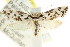  ( - CCDB-15756-C08)  @13 [ ] CreativeCommons - Attribution (2011) ANIC/CBG Photography Group Centre for Biodiversity Genomics