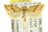  ( - CCDB-15757-G06)  @11 [ ] CreativeCommons - Attribution (2011) ANIC/CBG Photography Group Centre for Biodiversity Genomics