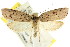 ( - CCDB-15758-B06)  @11 [ ] CreativeCommons - Attribution (2011) ANIC/CBG Photography Group Centre for Biodiversity Genomics