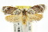  ( - CCDB-15759-B11)  @14 [ ] CreativeCommons - Attribution (2011) ANIC/CBG Photography Group Centre for Biodiversity Genomics