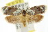  ( - CCDB-15759-C01)  @14 [ ] CreativeCommons - Attribution (2011) ANIC/CBG Photography Group Centre for Biodiversity Genomics