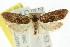  ( - CCDB-15759-F12)  @11 [ ] CreativeCommons - Attribution (2011) ANIC/CBG Photography Group Centre for Biodiversity Genomics