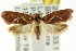  ( - CCDB-15759-G01)  @11 [ ] CreativeCommons - Attribution (2011) ANIC/CBG Photography Group Centre for Biodiversity Genomics
