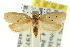  ( - CCDB-15759-H08)  @11 [ ] CreativeCommons - Attribution (2011) ANIC/CBG Photography Group Centre for Biodiversity Genomics