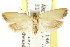  (Prodelaca sp. ANIC6 - CCDB-15760-C04)  @11 [ ] CreativeCommons - Attribution (2011) ANIC/CBG Photography Group Centre for Biodiversity Genomics