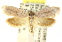  ( - CCDB-15760-C06)  @11 [ ] CreativeCommons - Attribution (2011) ANIC/CBG Photography Group Centre for Biodiversity Genomics