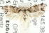  ( - CCDB-15760-E11)  @12 [ ] CreativeCommons - Attribution (2011) ANIC/CBG Photography Group Centre for Biodiversity Genomics