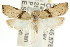  ( - CCDB-15760-H01)  @11 [ ] CreativeCommons - Attribution (2011) ANIC/CBG Photography Group Centre for Biodiversity Genomics