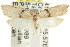  ( - CCDB-15760-H02)  @11 [ ] CreativeCommons - Attribution (2011) ANIC/CBG Photography Group Centre for Biodiversity Genomics