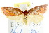  ( - CCDB-15760-H07)  @11 [ ] CreativeCommons - Attribution (2011) ANIC/CBG Photography Group Centre for Biodiversity Genomics