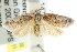  ( - CCDB-15761-A03)  @14 [ ] CreativeCommons - Attribution (2011) ANIC/CBG Photography Group Centre for Biodiversity Genomics