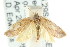  ( - CCDB-15761-A04)  @14 [ ] CreativeCommons - Attribution (2011) ANIC/CBG Photography Group Centre for Biodiversity Genomics