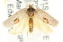  ( - CCDB-15761-A05)  @14 [ ] CreativeCommons - Attribution (2011) ANIC/CBG Photography Group Centre for Biodiversity Genomics