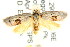  ( - CCDB-15761-A06)  @14 [ ] CreativeCommons - Attribution (2011) ANIC/CBG Photography Group Centre for Biodiversity Genomics