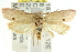  (Epicurica sp. ANIC4 - CCDB-15761-A08)  @13 [ ] CreativeCommons - Attribution (2011) ANIC/CBG Photography Group Centre for Biodiversity Genomics