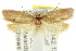  ( - CCDB-15761-A09)  @12 [ ] CreativeCommons - Attribution (2011) ANIC/CBG Photography Group Centre for Biodiversity Genomics