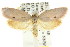  ( - CCDB-15761-A10)  @11 [ ] CreativeCommons - Attribution (2011) ANIC/CBG Photography Group Centre for Biodiversity Genomics