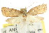  ( - CCDB-15762-B06)  @11 [ ] CreativeCommons - Attribution (2011) ANIC/CBG Photography Group Centre for Biodiversity Genomics