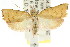  ( - CCDB-15762-B08)  @12 [ ] CreativeCommons - Attribution (2011) ANIC/CBG Photography Group Centre for Biodiversity Genomics