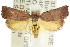  ( - CCDB-15762-C08)  @13 [ ] CreativeCommons - Attribution (2011) ANIC/CBG Photography Group Centre for Biodiversity Genomics