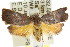  ( - CCDB-15762-C10)  @12 [ ] CreativeCommons - Attribution (2011) ANIC/CBG Photography Group Centre for Biodiversity Genomics