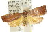  ( - CCDB-15762-C11)  @12 [ ] CreativeCommons - Attribution (2011) ANIC/CBG Photography Group Centre for Biodiversity Genomics