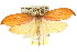  ( - CCDB-15762-E05)  @11 [ ] CreativeCommons - Attribution (2011) ANIC/CBG Photography Group Centre for Biodiversity Genomics